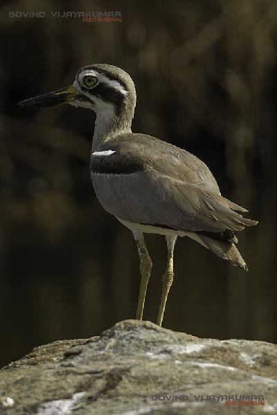 Great Thick knee