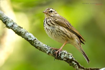 Olive backed Pipit