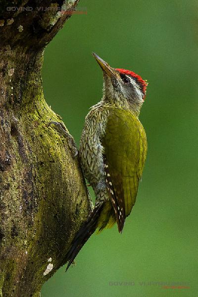 Streak throated Woodpecker