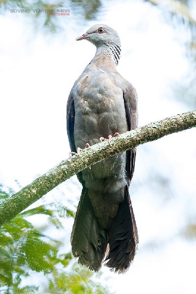 Nilgiri Wood Pigeon