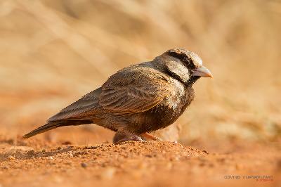 Ashy crowned Sparrow Lark