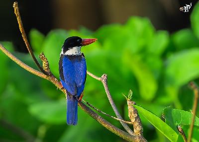 Black capped Kingfisher