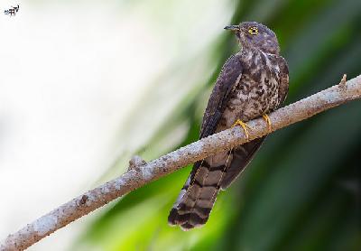 Common Hawk Cuckoo