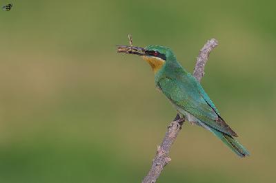 Blue cheeked Bee eater