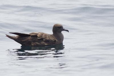 Wedge tailed Shearwater